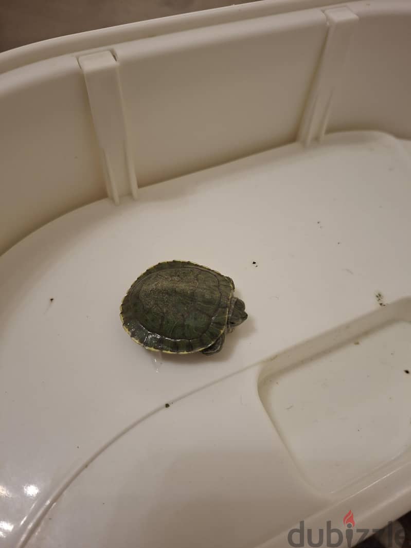 Complete Turtle Habitat & Tiny Turtle For Sale 5