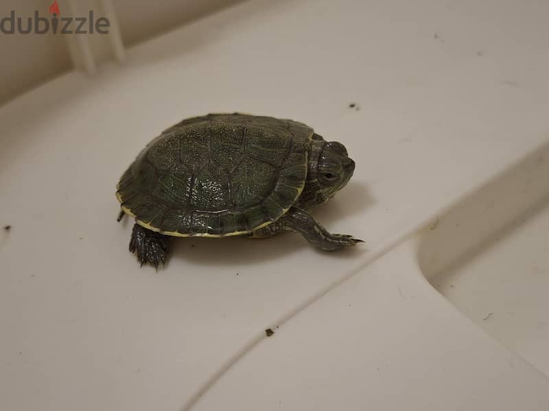 Complete Turtle Habitat & Tiny Turtle For Sale 7