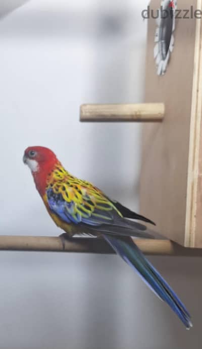 Rosella Red male for sale