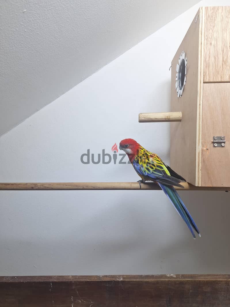 Rosella Red male for sale 2