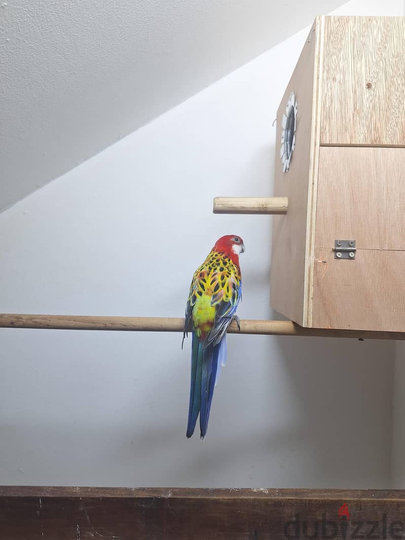 Rosella Red male for sale 3