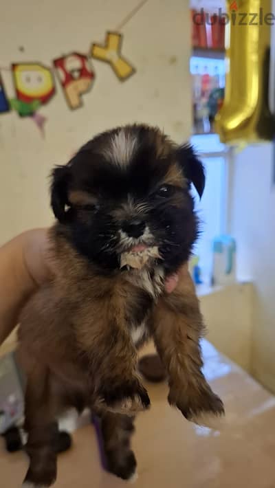 Shihtzu Male