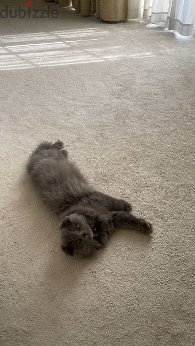 Scottish fold