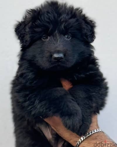 Royal black German shepherd يراوه جيرمن شيبرد رويال بلاك