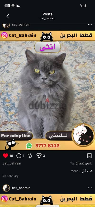 Persian Cat for Adoption