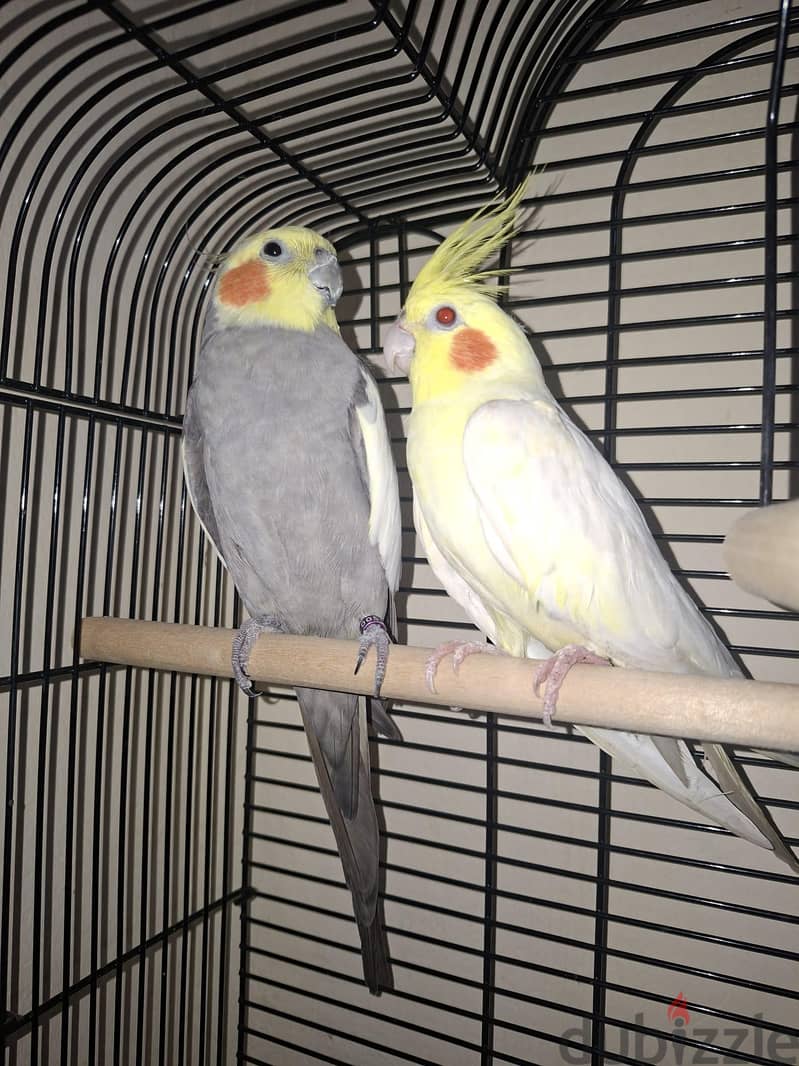 for sale cocktail 25 bd 1