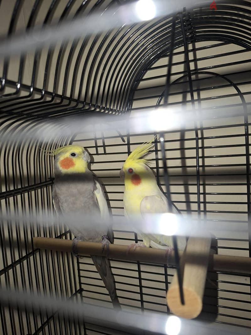 for sale cocktail 25 bd 2
