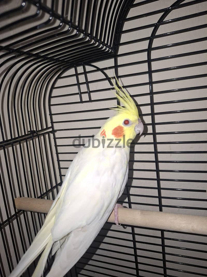 for sale cocktail 25 bd 3