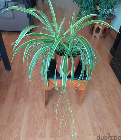 indoor spider plant healthy beautiful both 2.5 each  no. bargaining