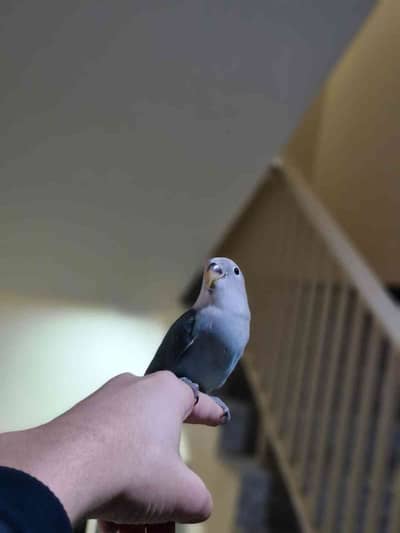 Adam  Birds 2011