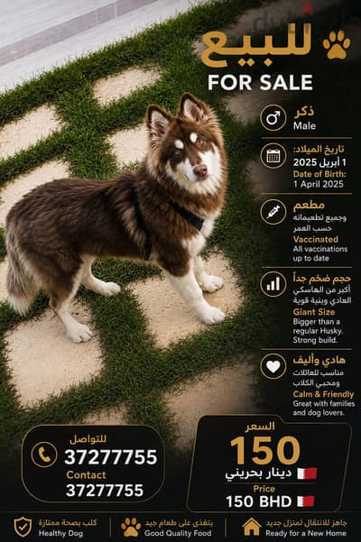 Dog for sale