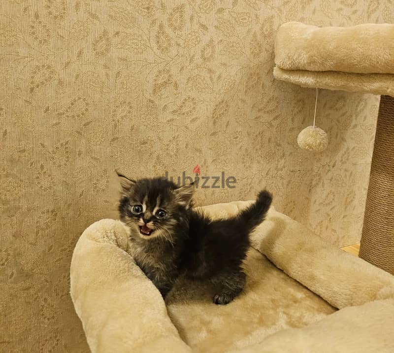 Hamalayan هملايا 1