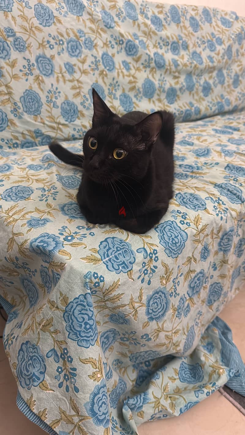 Free adoption 1