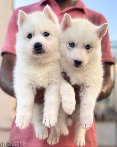 Male and female husky puppies نثيه و ذكر يراوه هاسكي