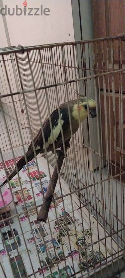 For sale