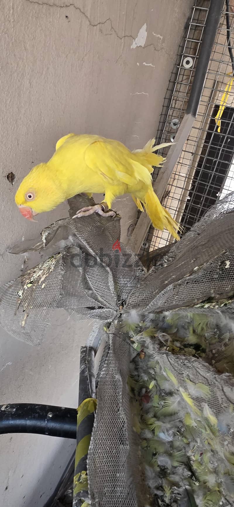 parrot colony 1