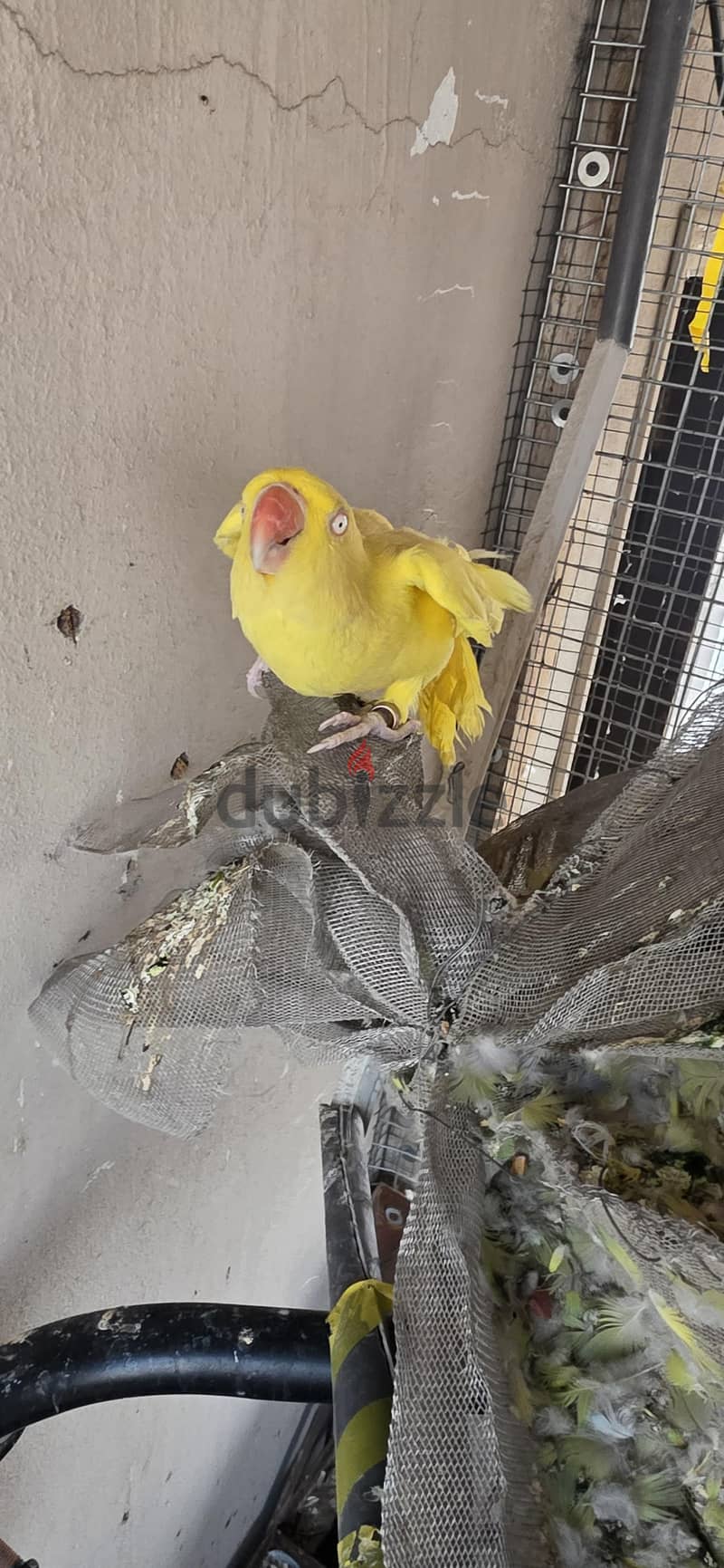 parrot colony 2