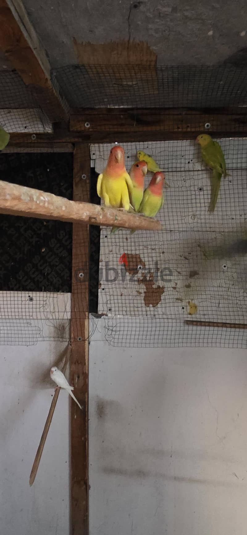 parrot colony 3