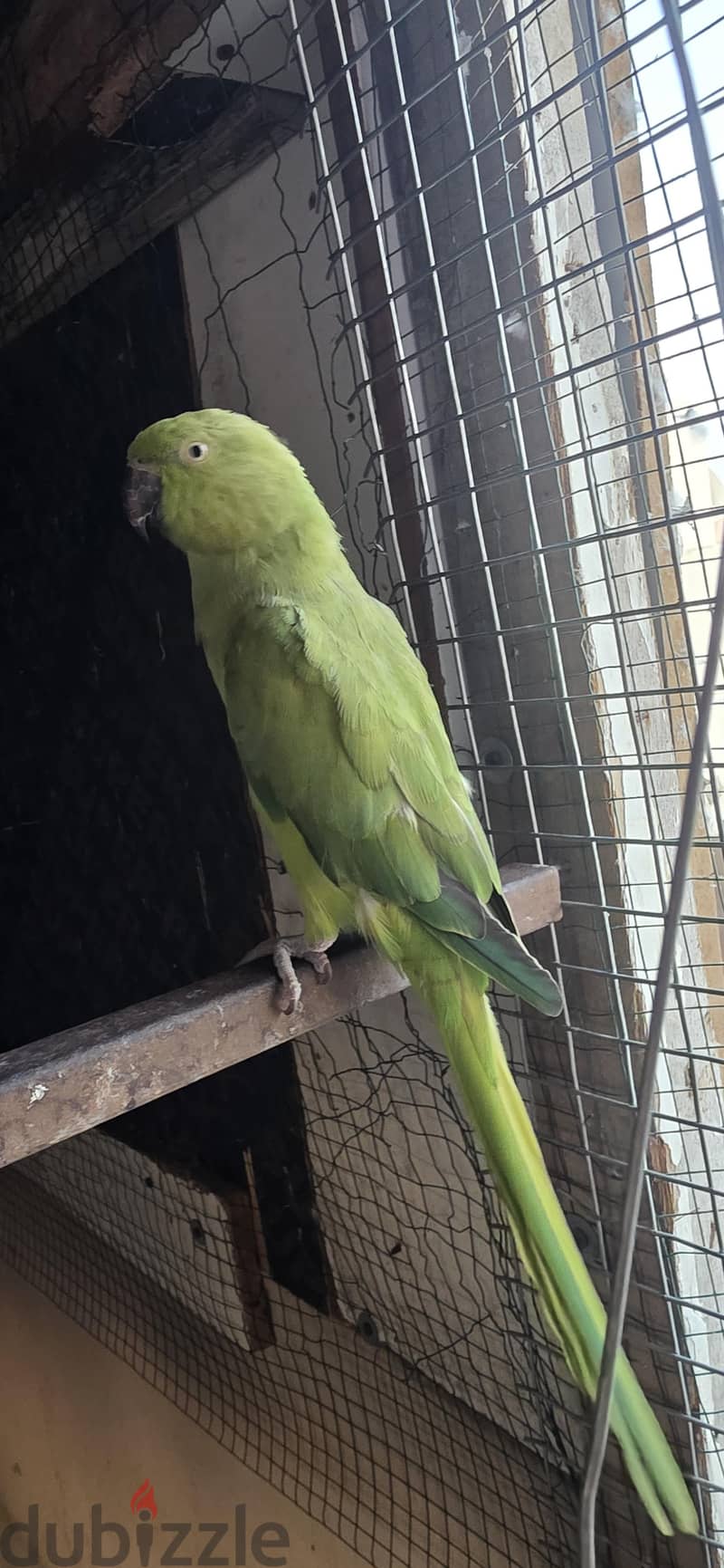 parrot colony 4
