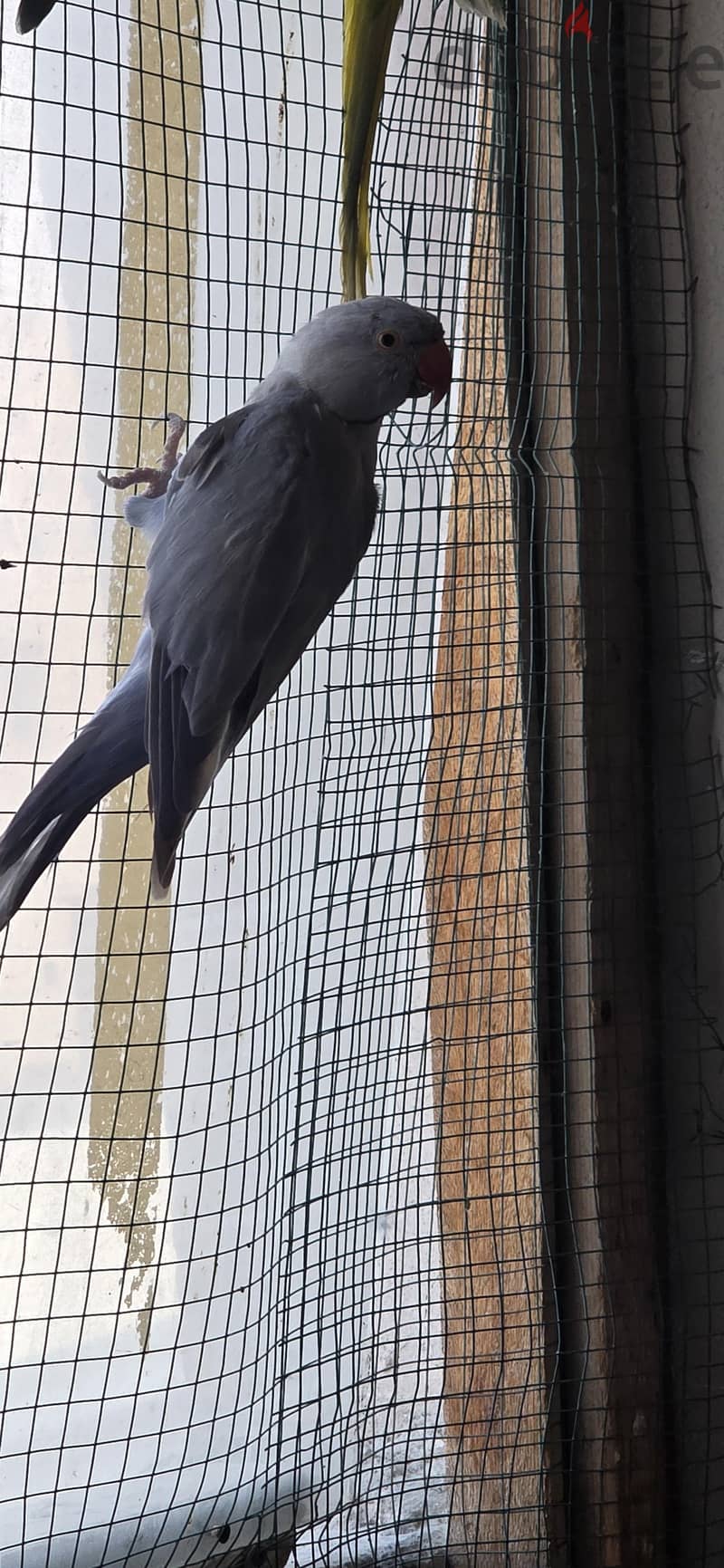 parrot colony 5