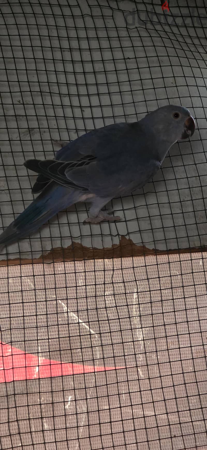 parrot colony 6