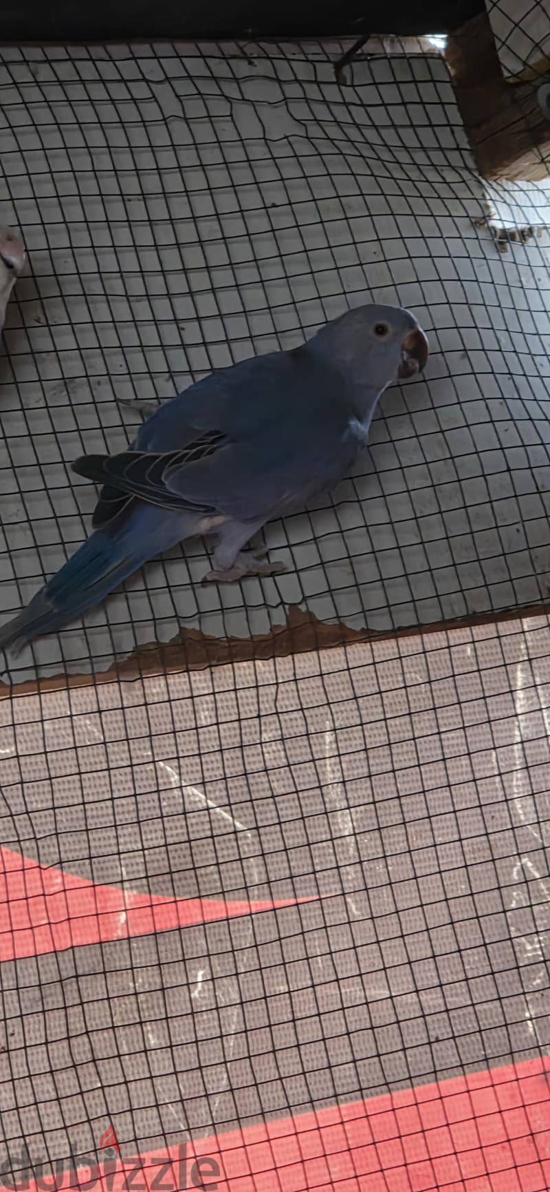 parrot colony 7