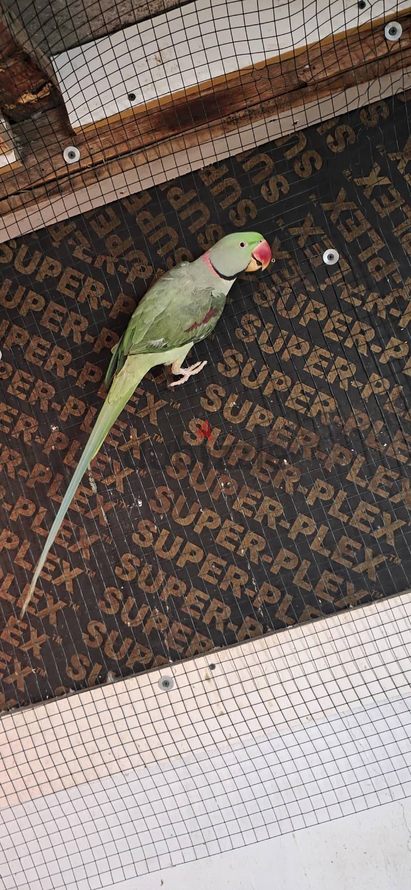 parrot colony 8