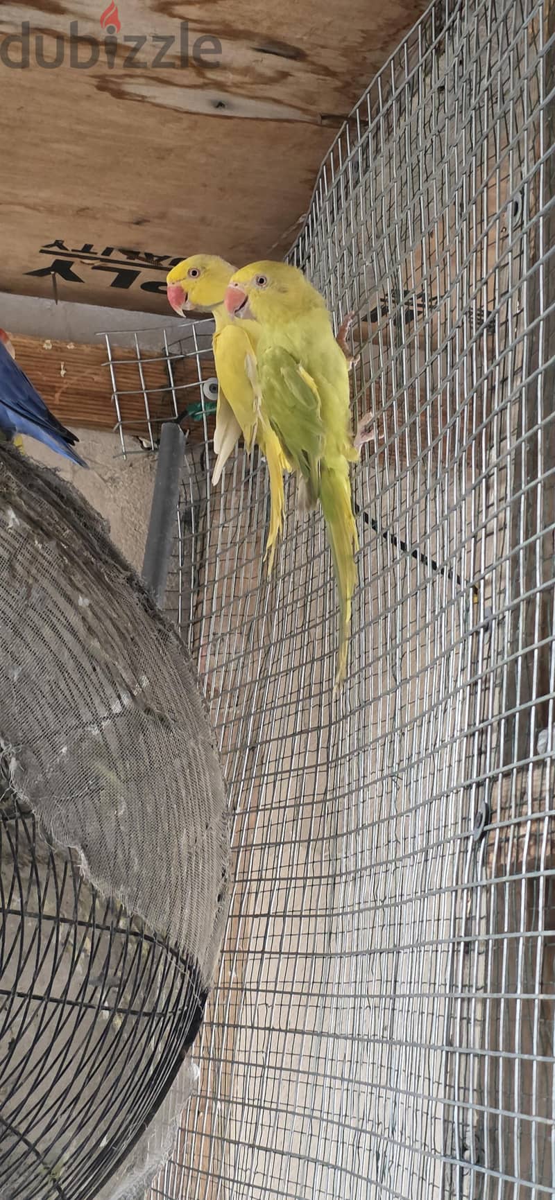 parrot colony 9