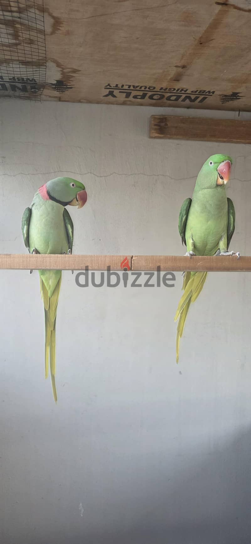 parrot colony 10