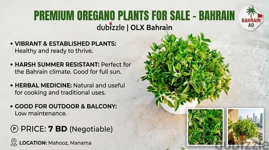oregano plants