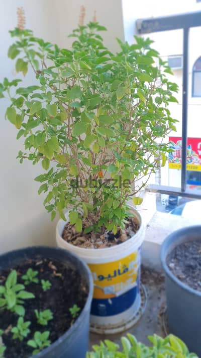 Tulsi Plant with Pot Holy Basil Live Plant Fresh Herb Easy to Grow