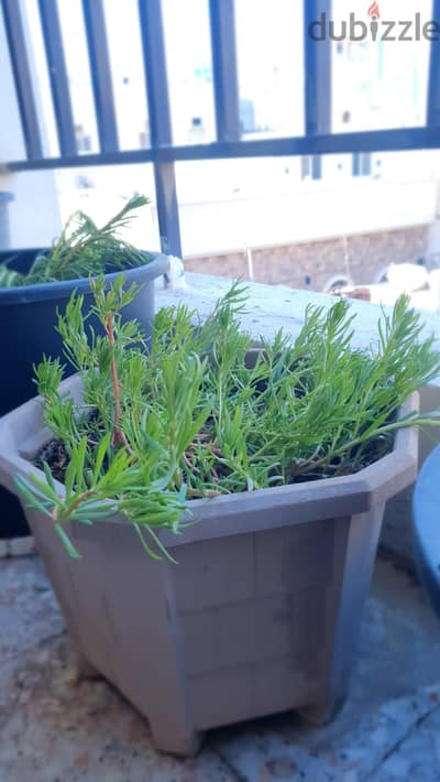 9 O'Clock Flower Plant Pot Portulaca Moss Rose Colorful Flower