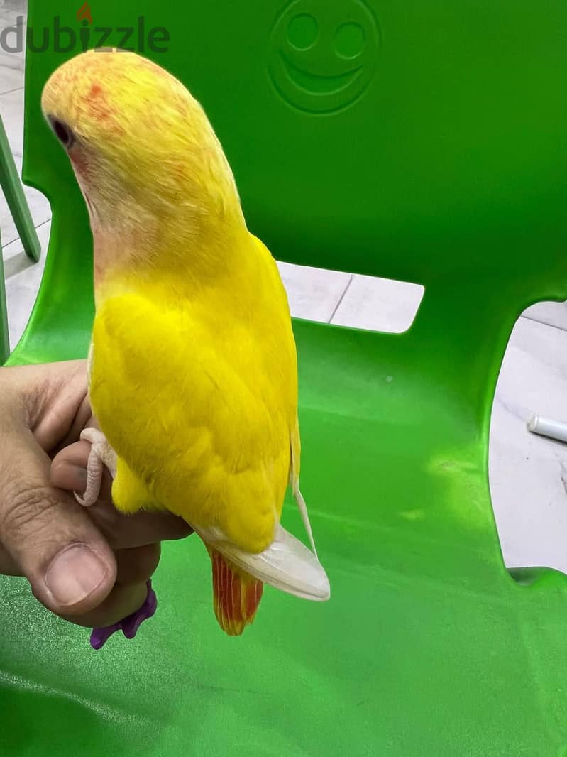 fully tamed love bird for sale 2