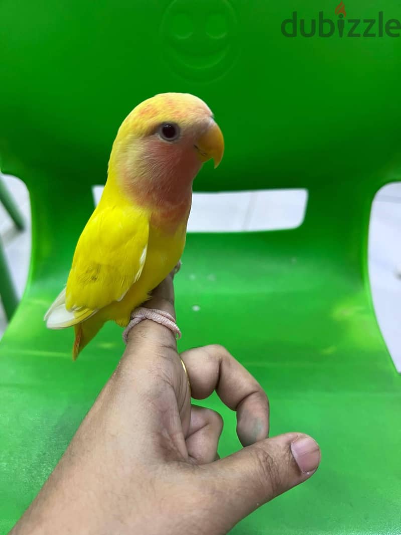 fully tamed love bird for sale 3