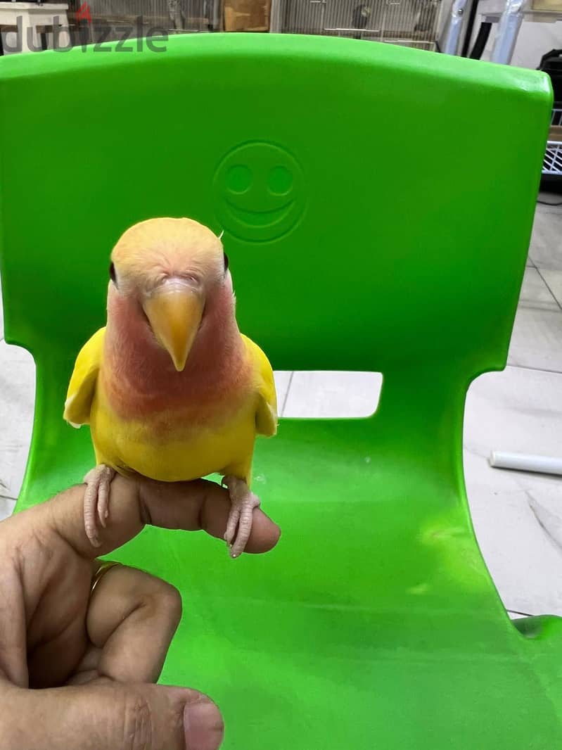 fully tamed love bird for sale 4