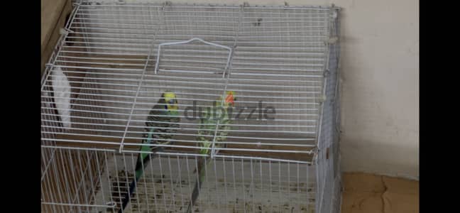 Confirmed pair with cage and box