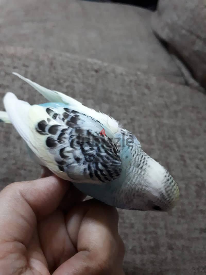 friendly budgie for sale. . 3