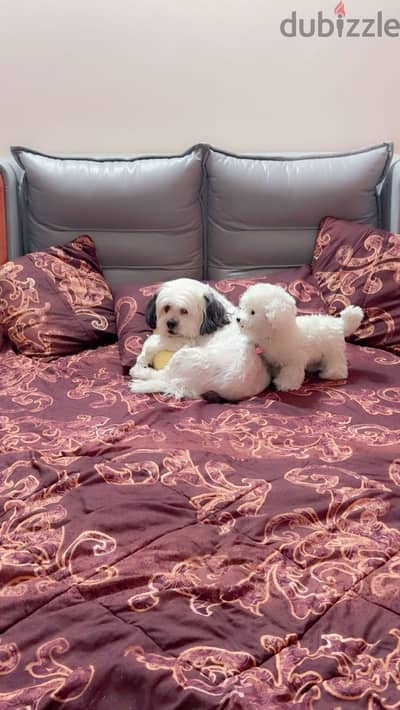 Pet sitter available