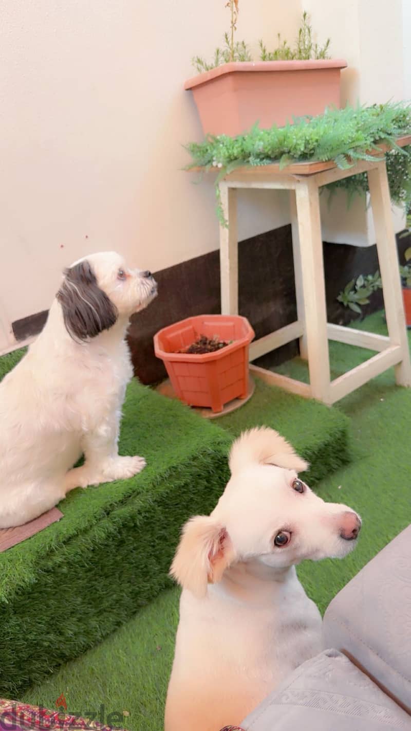 Pet sitter available 1