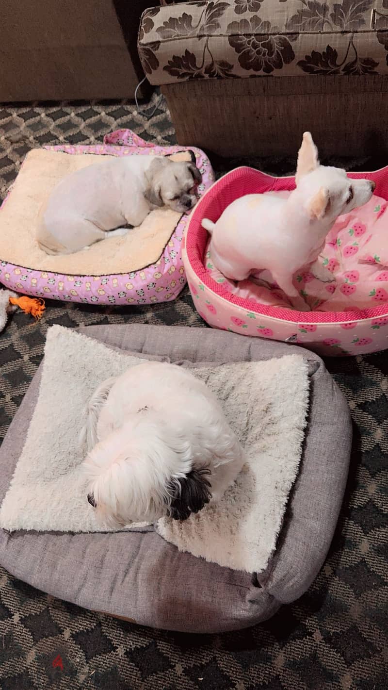 Pet sitter available 2