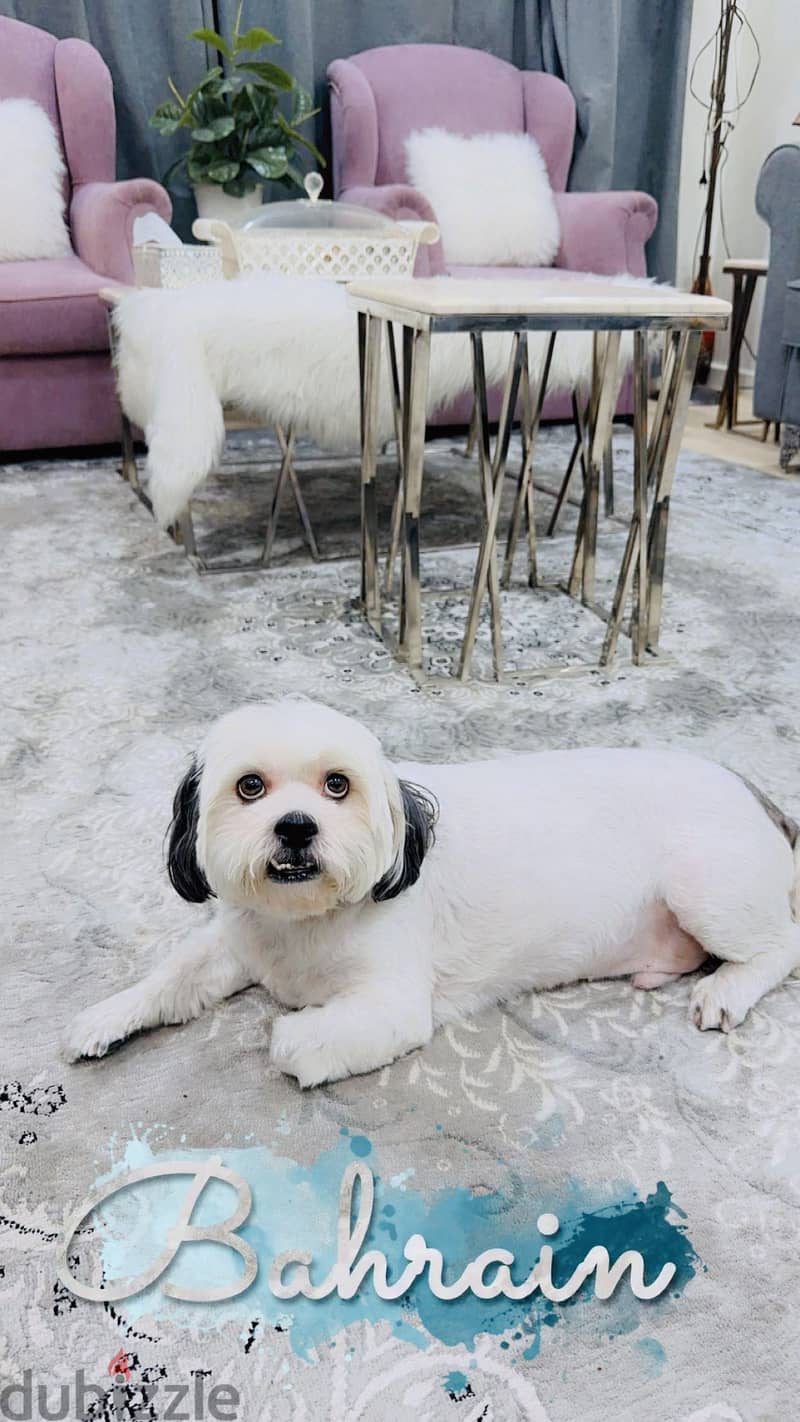 Pet sitter available 6