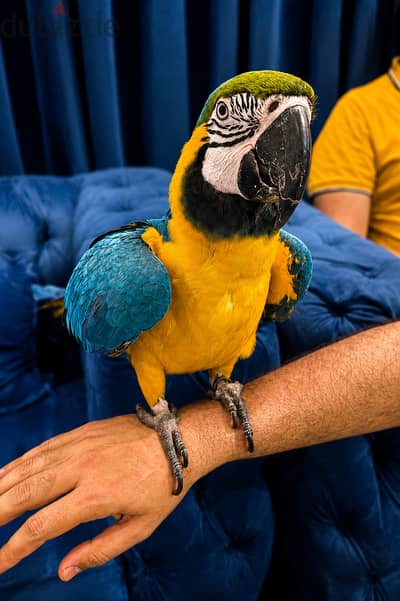 Blue Macaw