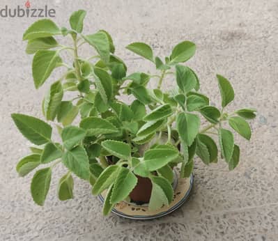 Oregano plant 1.5BD