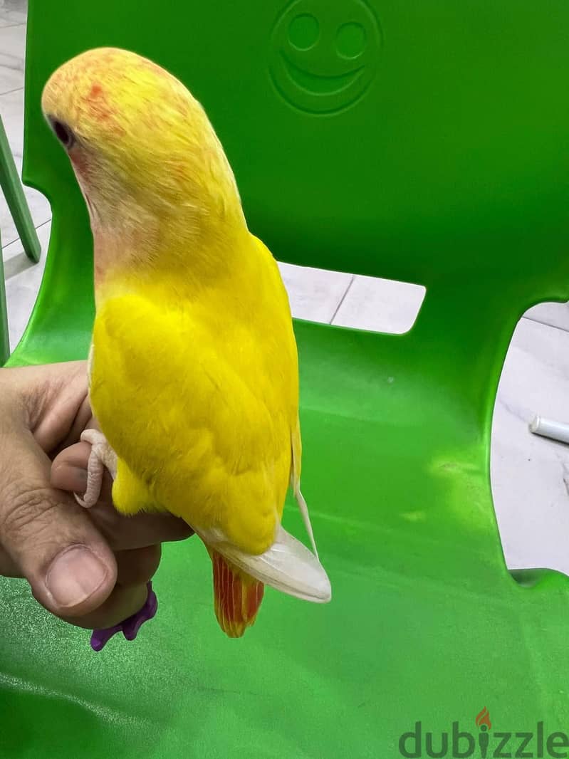 tamed love birds for sale 1