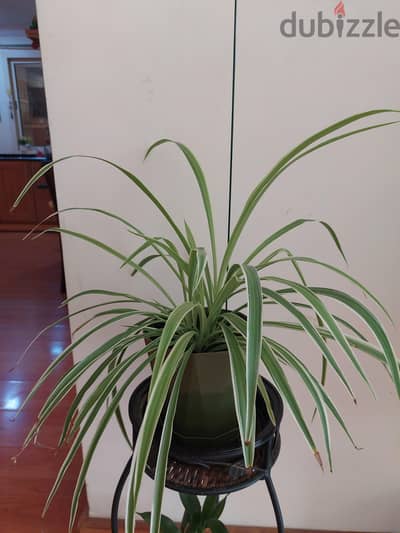 snake plant indoor alongwith beautiful pot no bargaining