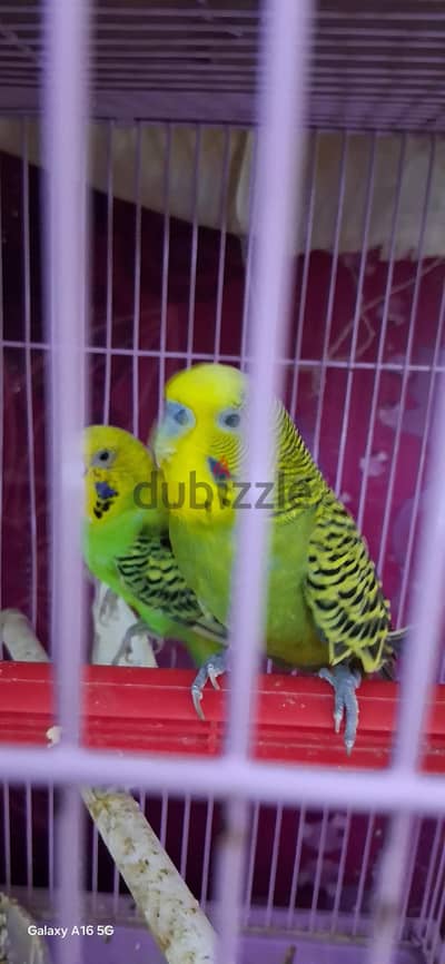 English jumbo budgi pair for sale