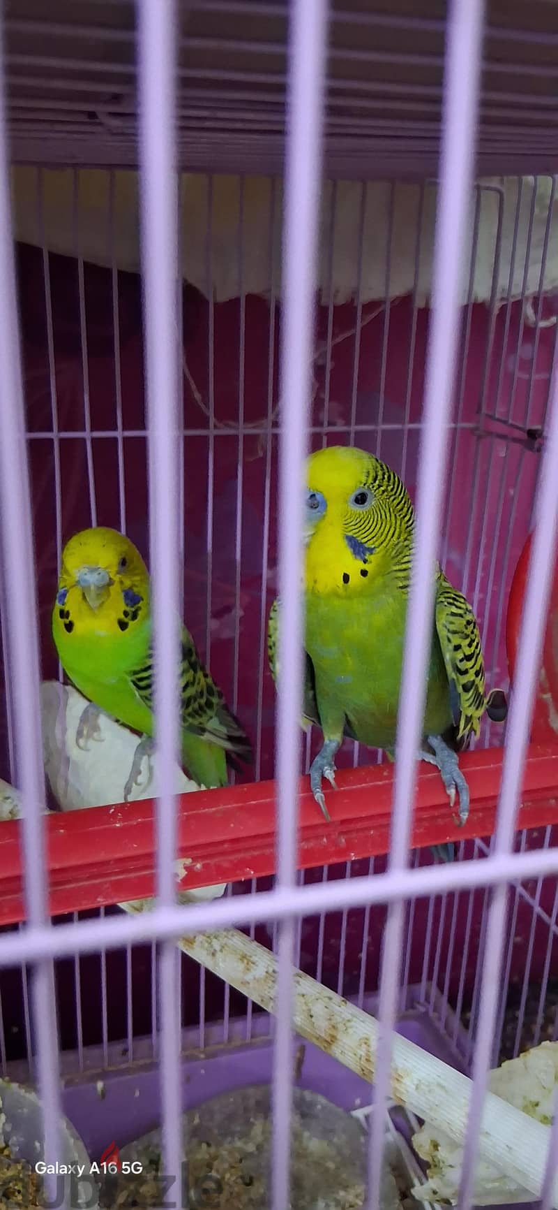 English jumbo budgi pair for sale 1