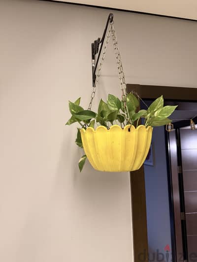 Money Plants in Hanging Pots with Stand