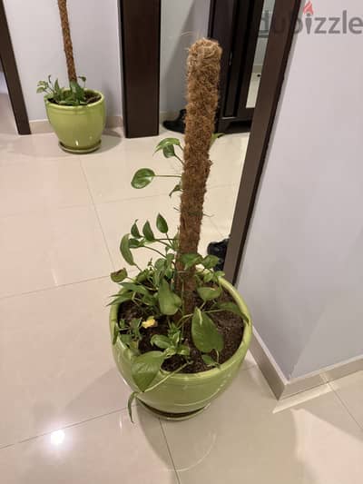 Indoor Money Plant with Moss Pole – For Sale