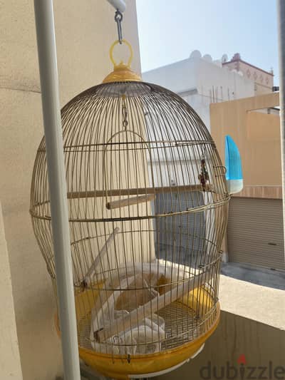 Birds Cage